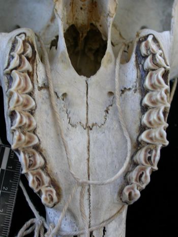 Media type: image;   Mammalogy 17393